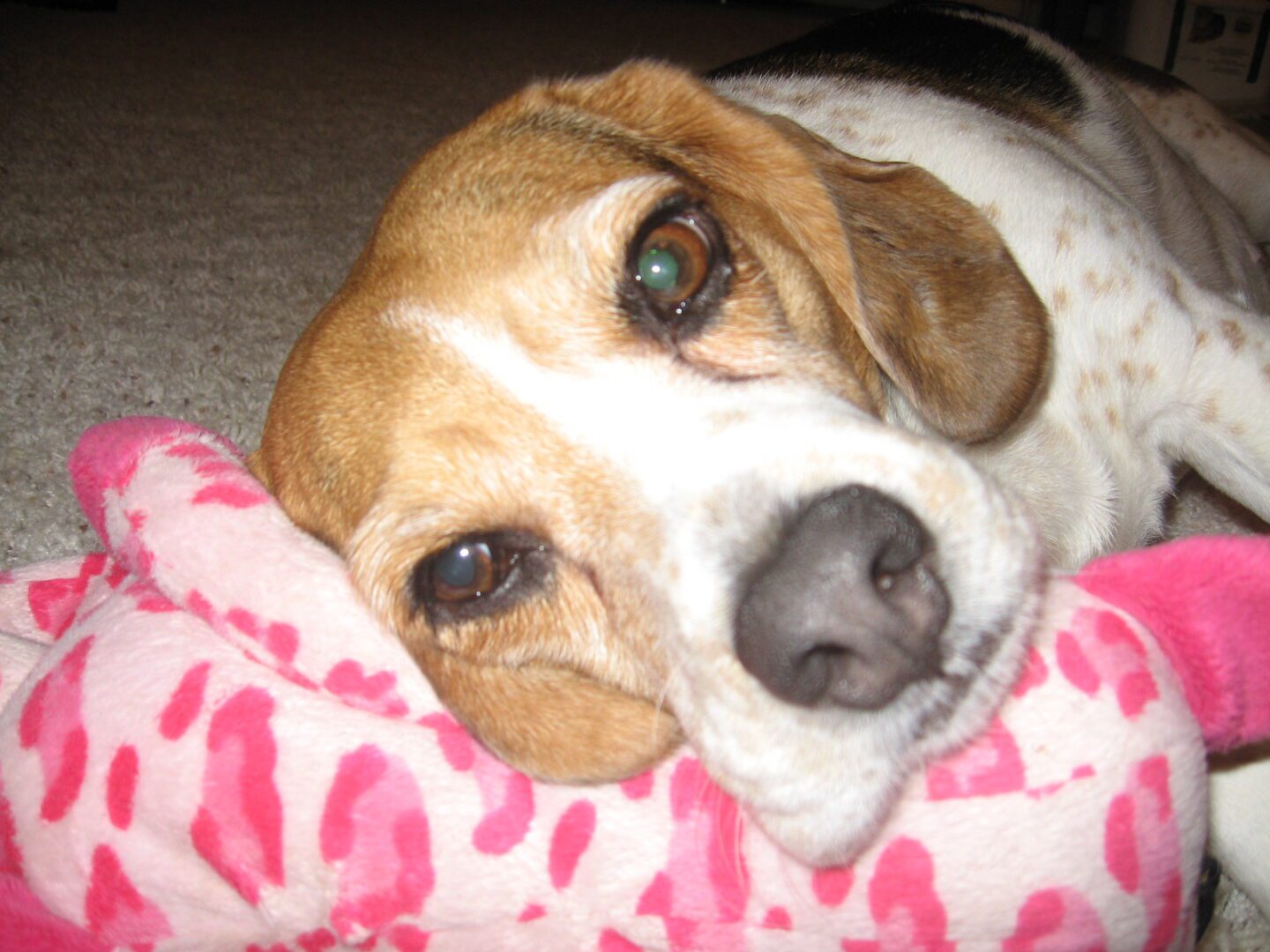 Close-up of beagle resting on pink blanket